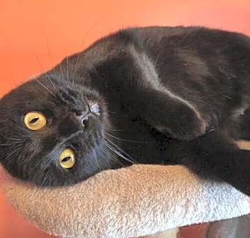 Photo of Willow