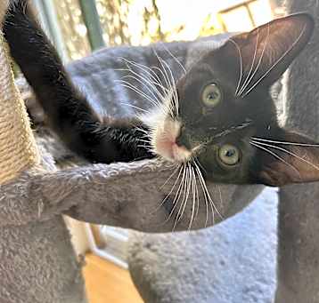 Photo of Zucchini