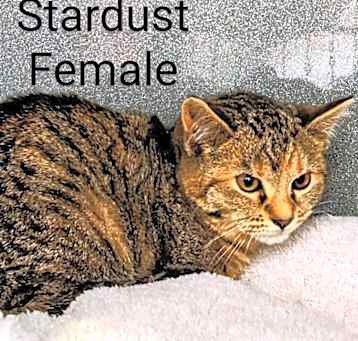Photo of Stardust