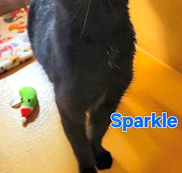 Photo of SPARKLE