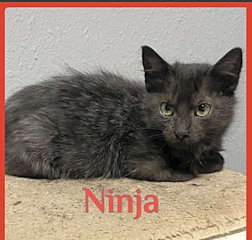 Photo of NINjA