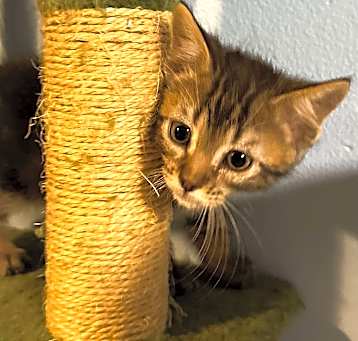Photo of Macaroon