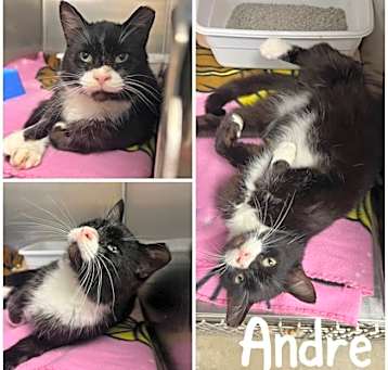 Photo of Andre