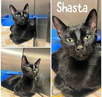 Photo of Shasta