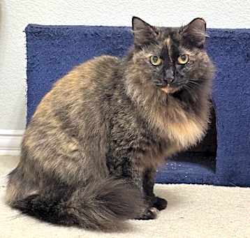 Photo of Cashmere
