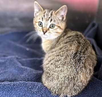 Photo of Emmy Lou
