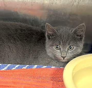 Photo of Bentley
