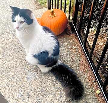 Photo of Puff