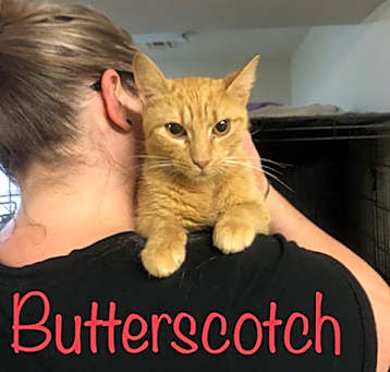 Photo of Butterscotch
