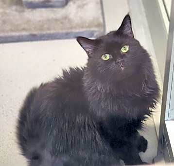 Photo of Jango