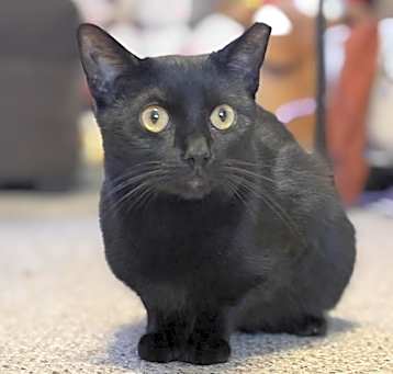 Photo of Bear
