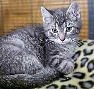 Photo of Sassy