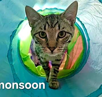 Photo of Monsoon