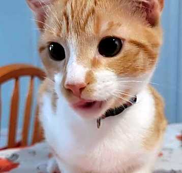 Photo of RUSTY