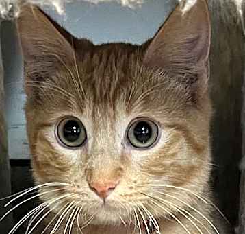 Photo of Pumpkin
