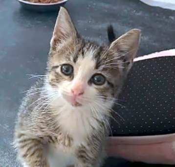 Photo of Champ