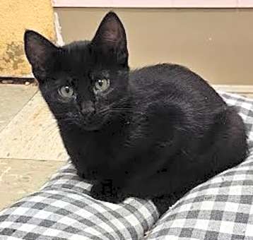 Photo of Fig