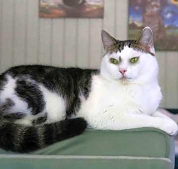 Photo of Vanilla