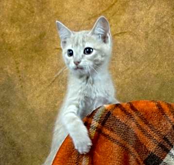 Photo of ADRIANNA - WANTS A FAMILY