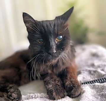 Photo of Leia