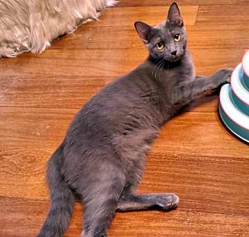 Photo of Pewter(Mall of NH)