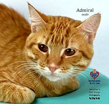 Photo of Admiral
