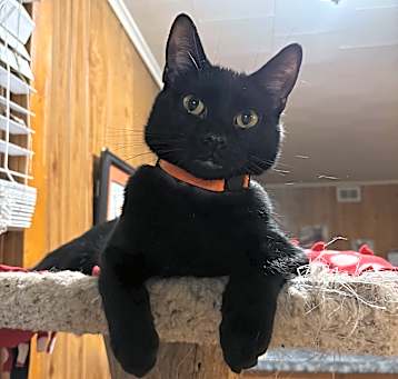 Photo of Chalupa