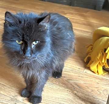 Photo of Panther