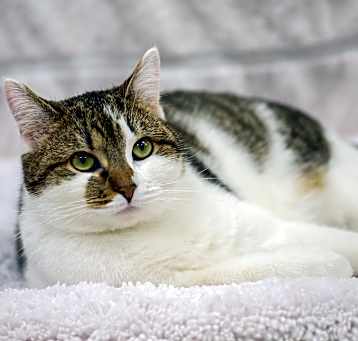 Photo of Sadie