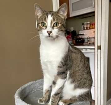 Photo of Paws Jenkins bonded w Morris
