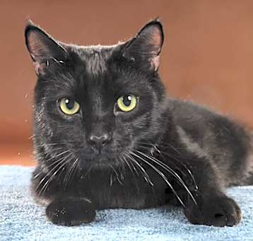 Photo of Echo