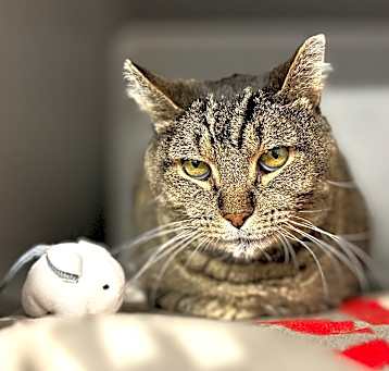 Photo of Dwight (Approved application)