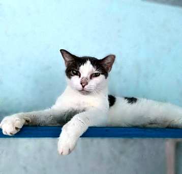 Photo of Sweet Pea