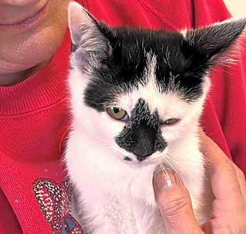 Photo of Michelle B's litter