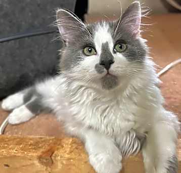 Photo of HARVEY