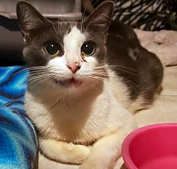 Photo of Houdini the Lady