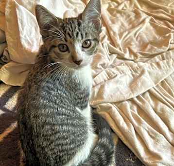 Photo of Scout