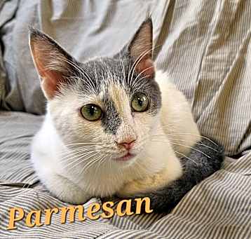 Photo of Parmesan