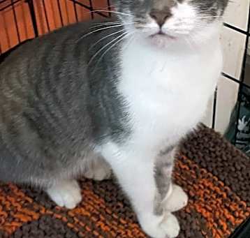 Photo of CHAI