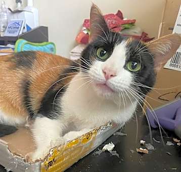 Photo of Bitty