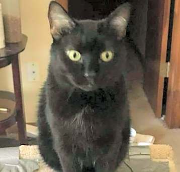 Photo of Moxie