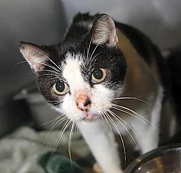 Photo of Chubby (Neutered)