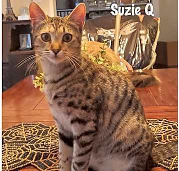 Photo of Suzie Q