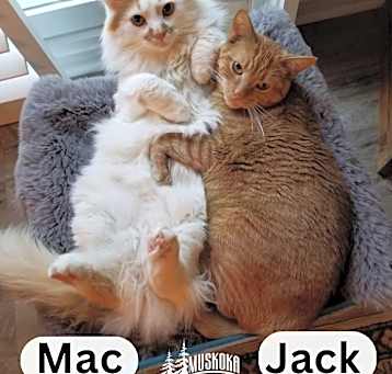 Photo of Mac & Jack- Orange Cat Energy!