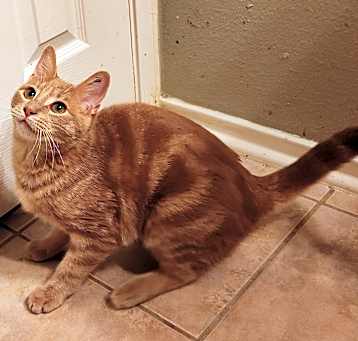 Photo of Peanut