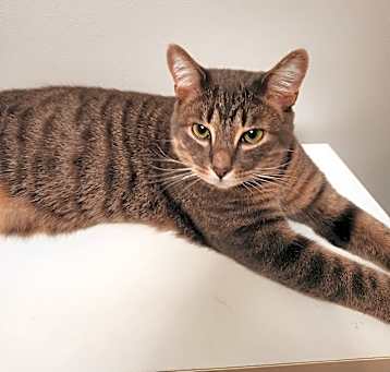Photo of Bolt