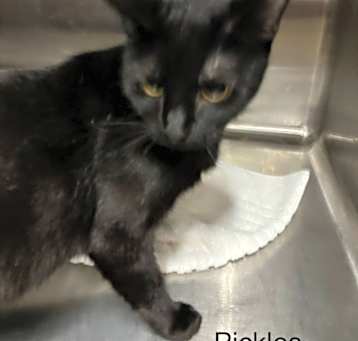 Photo of Pickles