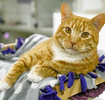 Photo of Purrcy