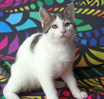 Photo of Weiss (Adoption Pending)