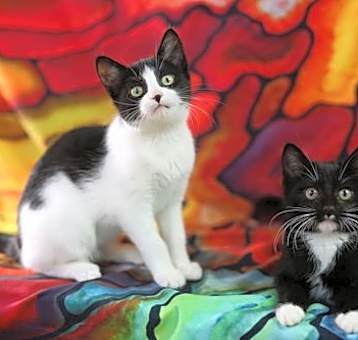 Photo of Bly & Byrnes (Adoption Pending)
